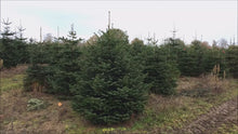 Laden und Abspielen von Videos im Galerie-Viewer, Wein Beispiel von Gustaafs Weihnachtsbaum in der Plantage Rostock
