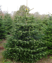 Lade das Bild in den Galerie-Viewer, Echter Weihnachtsbaum Tannenbaum Christbaum GRETA Premium Nordmanntanne ca. 150 cm online bestellen  oder Weihnachtsbaum in Rostock kaufen
