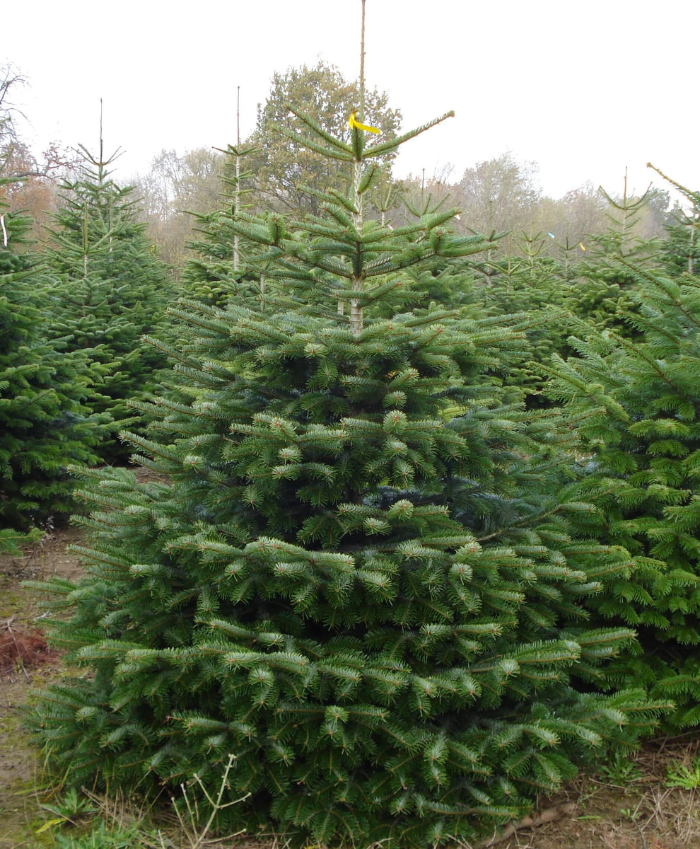 Kaufen Sie zum Super-Schnäppchenpreis! Echter Weihnachtsbaum KLAUS GUSTAAFS Weihnachtsbaum ca. kaufen Nordmanntanne cm online – 190