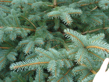 Lade das Bild in den Galerie-Viewer,  Die Blaufichte als Weihnachtsbaum ist nichts für sensible Hände. Wenn du eine Blaufichte als Weihnachtsbaum kaufen möchtest, braucht geschickte Hände um den baum zu schmucken. Die Blaufichte ist der zweit beliebteste Weihnachtsbaum nach der Nordmanntanne.
