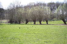 Lade das Bild in den Galerie-Viewer, Weiden von Onkel Hasso Gans aus Vorpommern