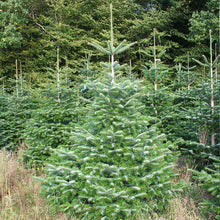 Lade das Bild in den Galerie-Viewer, Weihnachtsbaum Michel 200cm bei Gustaafs online kaufen im Weihnachtsbaumversand