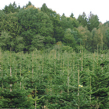 Lade das Bild in den Galerie-Viewer, Weihnachtsbaum online kaufen bei Gusstaafs Weihnachtsbaumversand aus Mecklenburg-Vorpommern