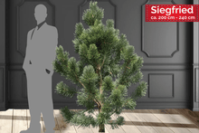 Lade das Bild in den Galerie-Viewer, Weihnachtsbaum kaufen SIEGRIED echte Schwarzkiefer- kommt aus dem Süden von Mecklenburg-Vorpommern
