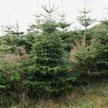 Lade das Bild in den Galerie-Viewer, Premium Weihnachtsbaum online kaufen FLORA - Herkunft aus Mecklenburg-Vorpommern bei Rostock.