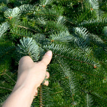 Lade das Bild in den Galerie-Viewer, Weihnachtsbaum online kaufen - TOBIAS -  300 cm hoch € 120,00. Detail von den Nadeln