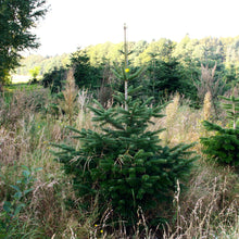 Lade das Bild in den Galerie-Viewer, Die Nordmanntanne Selma misst 130cm. Weihanchtsbaum online kauen im Weihnachtsbaumversand bei Gustaafs