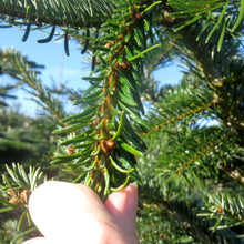 Lade das Bild in den Galerie-Viewer, Weihnachtsbaum TOBIAS 300cm online kaufen- Detailansicht vom Stamm