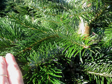 Lade das Bild in den Galerie-Viewer, Premium Weihnachtsbaum online kaufen FLORA - Detail Bild von den Nadeln
