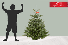 Lade das Bild in den Galerie-Viewer, Echter Weihnachtsbaum online kaufen | Blaufichte Willy 150–180 cm | Premium Tannenbaum & Christbaum mit Lieferung