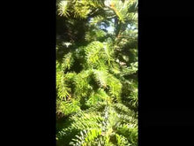 Laden und Abspielen von Videos im Galerie-Viewer, Weihnachtsbaum Nordmanntanne Oliver online bestellen