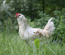 Lade das Bild in den Galerie-Viewer, Brathuhn Hähnchen Broiler von Onkel Hasso ab 3kg aus Freilandhaltung