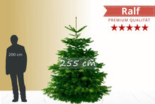Lade das Bild in den Galerie-Viewer, Weihnachtsbaum Lieferung in Rostock und deutschlandweit – Nordmanntanne 255 cm