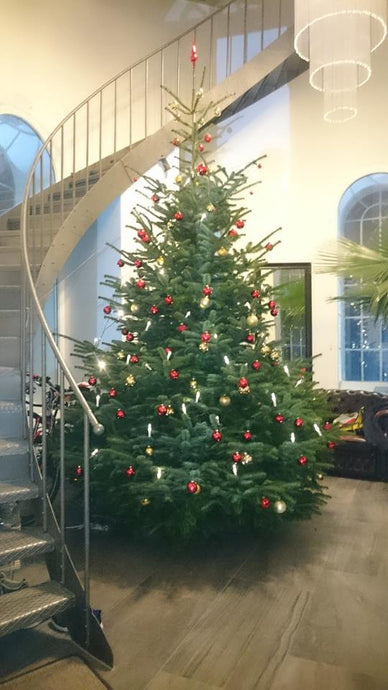 Online Weihnachtsbaum in Rostock Groß Stove kaufen