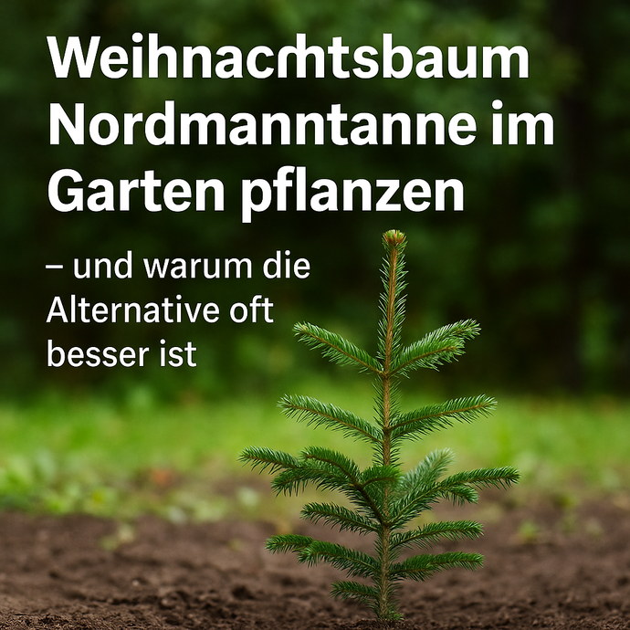 Weihnachtsbaum Nordmanntanne im Garten pflanzen – und warum die Alternative oft besser ist