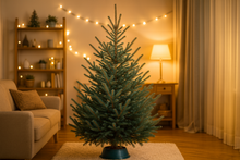 Lade das Bild in den Galerie-Viewer, laufichte (Picea pungens) online kaufen: Weihnachtsbaum mit blauen Nadeln, intensivem Duft und stabilen Ästen. Lieferung frisch und nachhaltig aus Plantagen.
