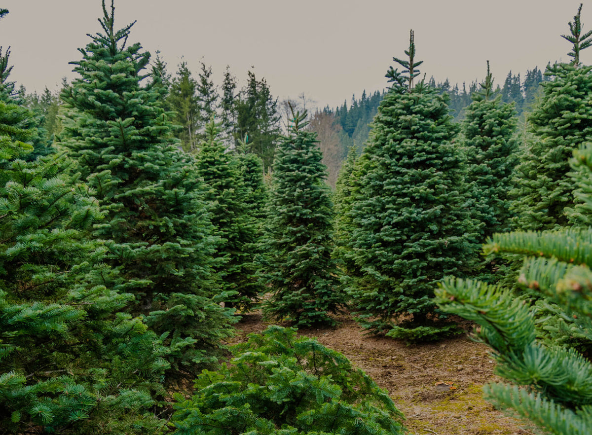 Echter Weihnachtsbaum in Geschäftsräumen – Nordmanntanne für Empfang, Büro und Schaufenster