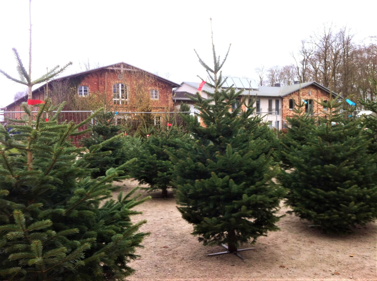 Gustaafs Hof in Groß Stove bei Rostock – Ort der Firmenweihnachtsfeier mit Weihnachtsbaum zum Mitnehmen