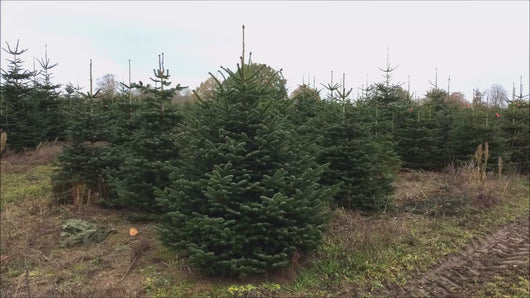Wein Beispiel von Gustaafs Weihnachtsbaum in der Plantage Rostock