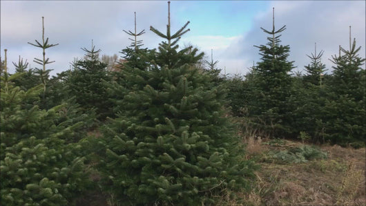 Weihnachtsbaum Julia  215 cm online kaufen. und liefern lassen. Die Nordmanntanne eignet sich perfekt als Weihnachtsbaum