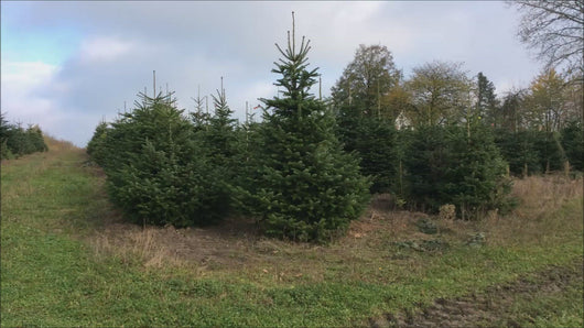 Echter Weihnachtsbaum Tannenbaum Christbaum ca. 300cm kaufen