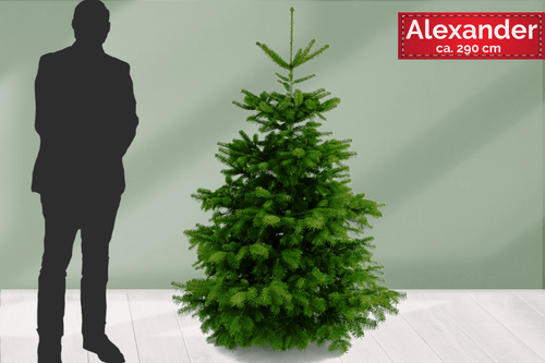 Echter Premium Weihnachtsbaum online kaufen. Weihnachtsbaum liefern lassen nach ganz Deutschland. 