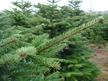 Lade das Bild in den Galerie-Viewer, Nahaufnahme vom Tannenzweig Weihnachtsbaum Greta
