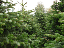 Lade das Bild in den Galerie-Viewer, Gustaafs Weihnachtsbaum Wald bei Rostock. Starke Tannennadeln.
