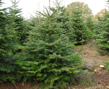 Lade das Bild in den Galerie-Viewer, Gustaafs Weihnachtsbaum  Aufnahme von Tannebaum Greta 150 cm. Weihnachtsbaum bei Rostock gewachsen

