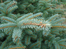 Lade das Bild in den Galerie-Viewer,  Die Blaufichte als Weihnachtsbaum ist nichts für sensible Hände. Wenn du eine Blaufichte als Weihnachtsbaum kaufen möchtest, braucht geschickte Hände um den baum zu schmucken. Die Blaufichte ist der zweit beliebteste Weihnachtsbaum nach der Nordmanntanne. Tannenzweige
