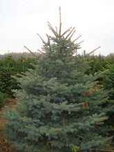 Lade das Bild in den Galerie-Viewer,  Die Blaufichte als Weihnachtsbaum ist nichts für sensible Hände. Wenn du eine Blaufichte als Weihnachtsbaum kaufen möchtest, braucht geschickte Hände um den baum zu schmucken. Die Blaufichte ist der zweit beliebteste Weihnachtsbaum nach der Nordmanntanne. 
