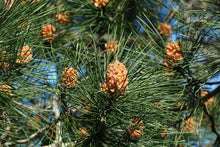 Lade das Bild in den Galerie-Viewer, Weihnachtsbaum kaufen SIEGRIED echte Schwarzkiefer- Detail Kiefernadeln
