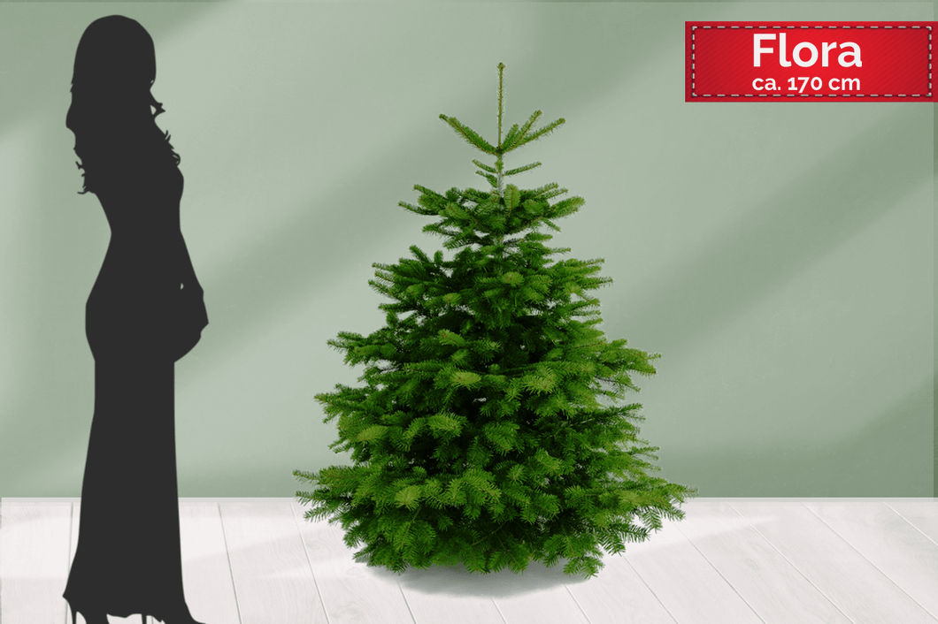 Echter Weihnachtsbaum FLORA online kaufen und direkt nach Hause liefern lassen