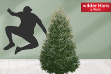 Lade das Bild in den Galerie-Viewer, Echter Tannenbaum Christbaum Weihnachtsbaum WILDER HANS Nordmanntanne 150cm bis ca. 210cm online kaufen - 3te Wahl
