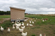 Lade das Bild in den Galerie-Viewer, Brathuhn Hähnchen Broiler von Onkel Hasso ca. 2kg aus Freilandhaltung

