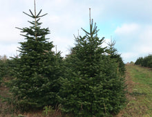 Lade das Bild in den Galerie-Viewer, Unser Weihnachtsbaum Julia 215cm versprüht eine besondere weihnachtliche Stimmung in Dein Wohnzimmer.
