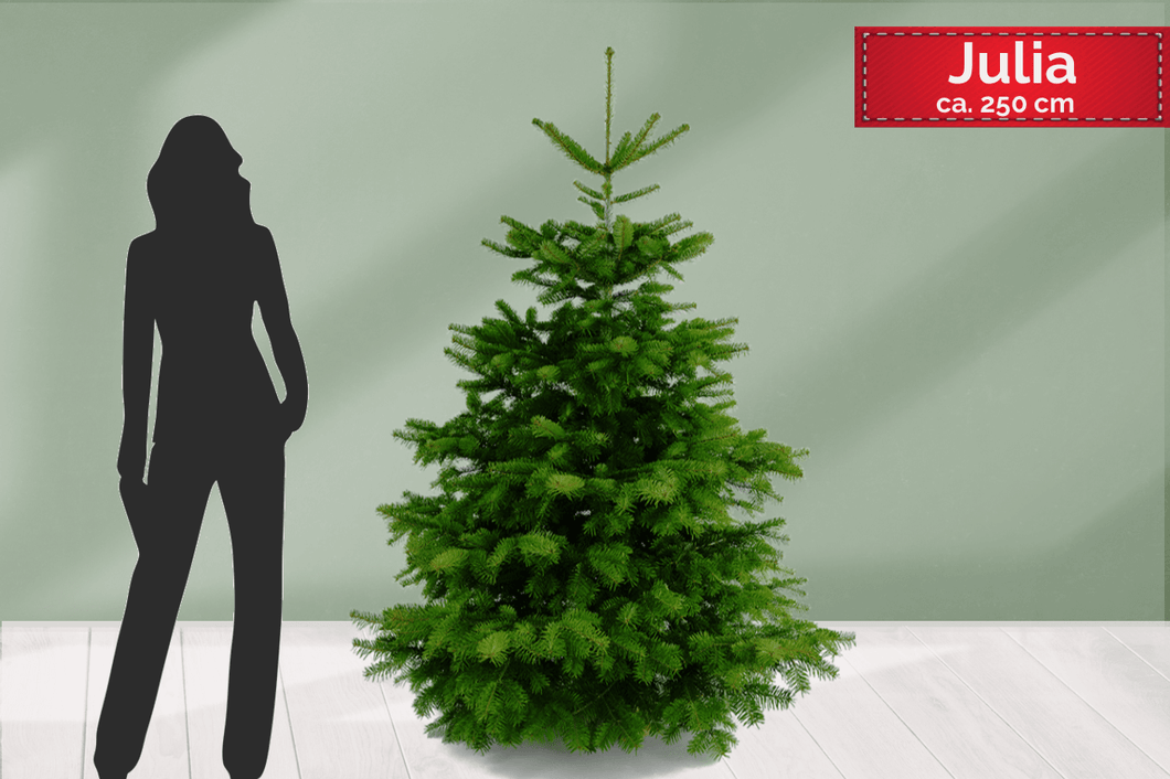 Weihnachtsbaum online kaufen - JULIA - 215 cm hoch € 55,99. Julia ist eine klasse Tanne, die in alle Stuben passt.