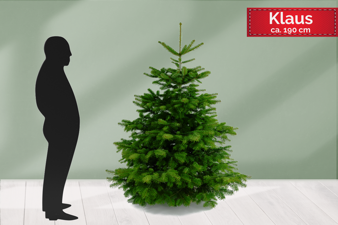 Echter Weihanchtsbaum kaufen und liefern lassen von Gustaafs. Weihnachtsbaum Klaus ist ca. 190 cm groß.