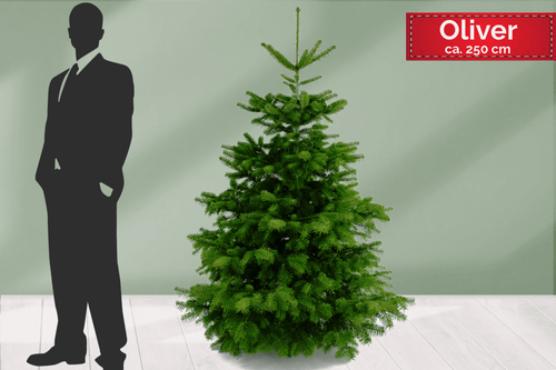 Weihnachtsbaum online kaufen - OLIVER - ca. 250 cm hoch € 82,50. Oliver ist gerade in die Höhen gewachsen und hat weiche Nadeln