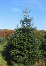 Lade das Bild in den Galerie-Viewer, Nordmanntanne ALEXANDER: Echter Premium Weihnachtsbaum kaufen. Weihnachtsbaum entspannt liefern lassen. 
