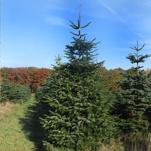 Lade das Bild in den Galerie-Viewer, Weihnachtsbaum online kaufen - OLIVER -  ca .250 cm hoch € 62.50
