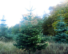 Lade das Bild in den Galerie-Viewer, Weihnachtsbaum Ralf in der Weihnachtsbaumschonung. Echter Weihnachtsbaum online bestellen vom Forsthof. Weihnachtsbaum nach Hamburg liefern.
