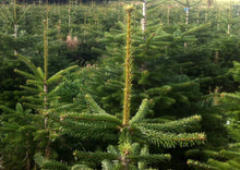 Lade das Bild in den Galerie-Viewer, Echter Weihnachtsbaum online bestellen. Weihnachtsbaum nach Hamburg liefern. Detailsbild Ralfs gerade Spitze
