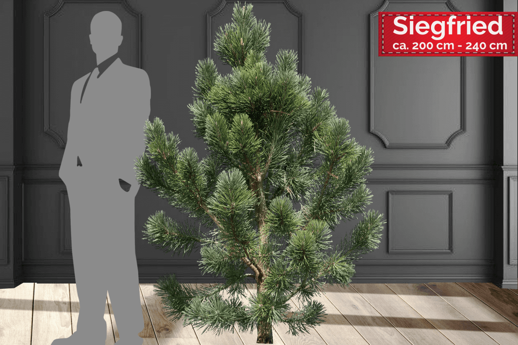 Weihnachtsbaum kaufen SIEGRIED echte Schwarzkiefer- kommt aus dem Süden von Mecklenburg-Vorpommern