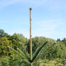Lade das Bild in den Galerie-Viewer, gerade Spitze hat die echte Nordmanntanne Klaus 190cm. Weihnachtsbaum online in Gustaafs Weihnahctsbaumversand kaufen
