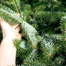 Lade das Bild in den Galerie-Viewer, Wenn Du Dein Weihnachtsbaum online bestelltst, garanteiren wir Dir nur Premium Nordmanntannen mit vollen Nadeln.
