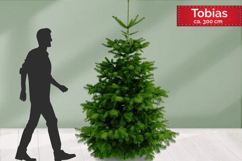 Weihnachtsbaum online kaufen - TOBIAS - 300 cm hoch € 110,00. Der Weihnachtsbaum eignet sich besonders gut für Dich, wenn Du hohen Zimmerdecken hast.