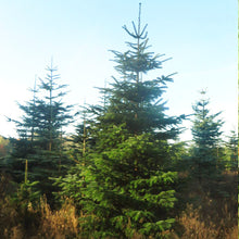 Lade das Bild in den Galerie-Viewer, Weihnachtsbaum TOBIAS mißt ca. 300 cm. Weihnachtsbaum online kaufen bei Gustaafs und liefern lassen
