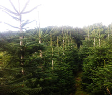 Lade das Bild in den Galerie-Viewer, Echter Weihnachtsbaum online bestellen. Weihanchtsbaum nach Hamburg liefern. Blick id Gustaafs Weihnahctbsaumschonung
