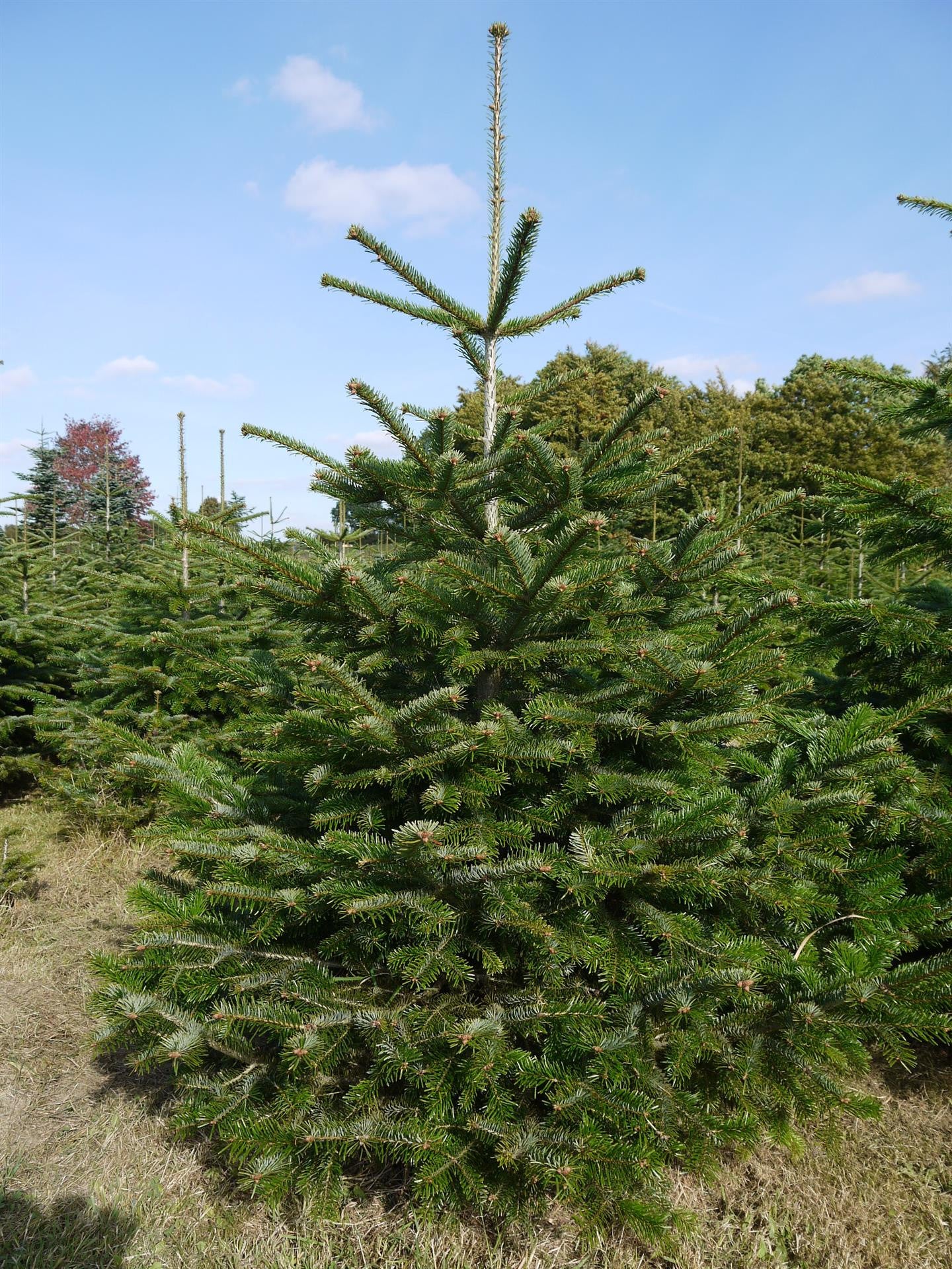 Echter Weihnachtsbaum KLAUS Nordmanntanne ca. 190 cm online kaufen –  GUSTAAFS Weihnachtsbaum